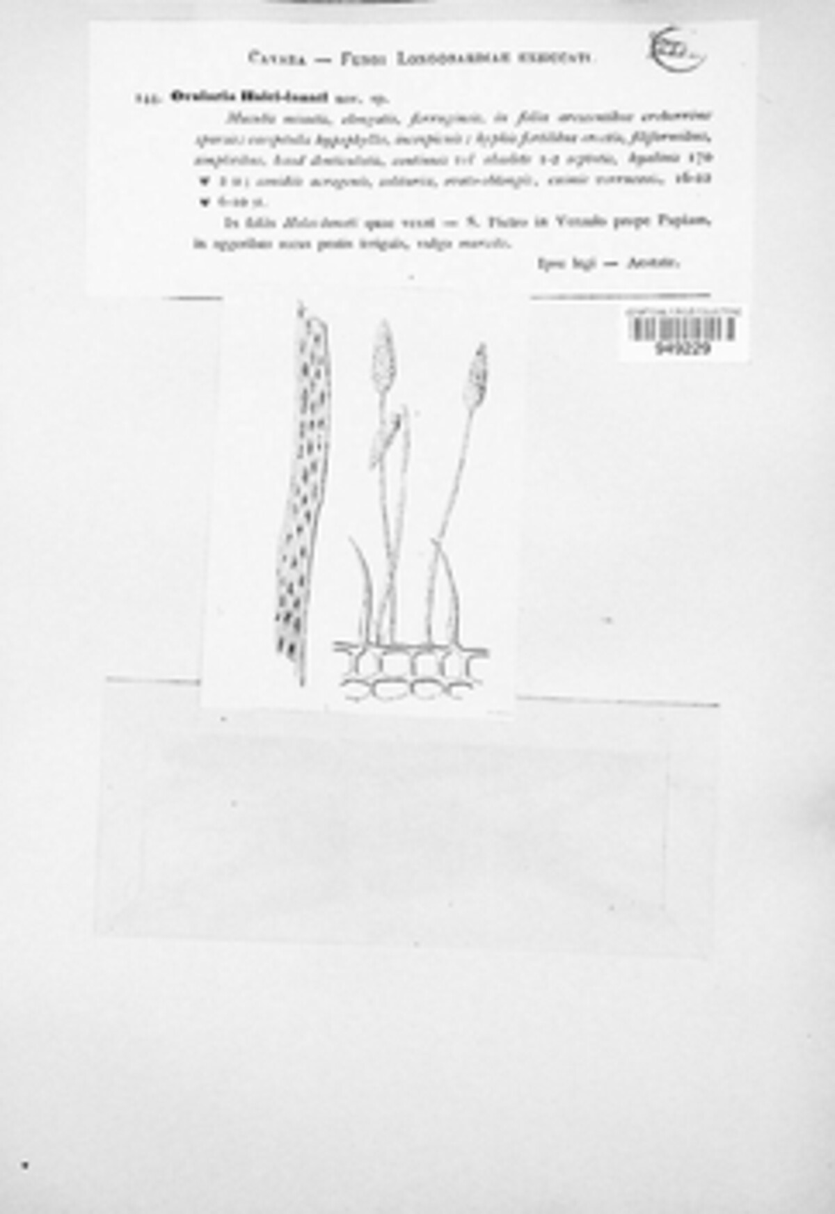 Ovularia holci-lanati image
